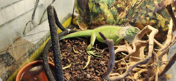 גואנה בת שנה לא מאולפת