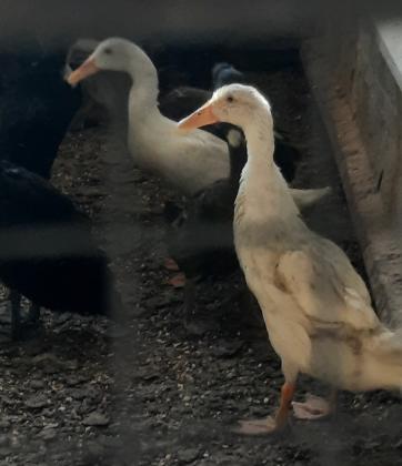 3 זוגות ברווזים רנרים 3 צבעים