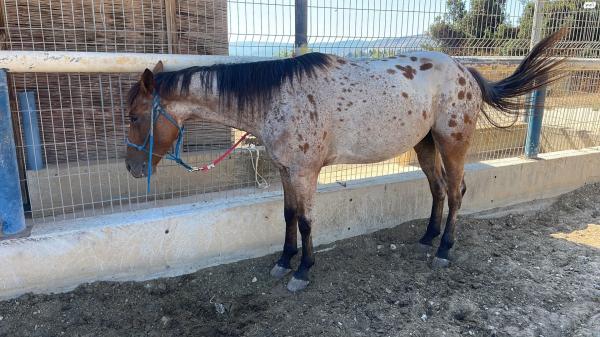 סוסת אפלוסה בת 5 עם