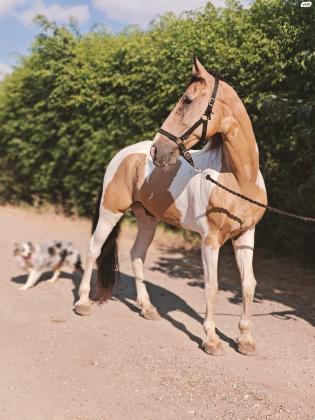 מלך היופי של הטנסים יוצא