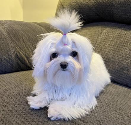 גורי מלטז זכר ונקבה מעלפים