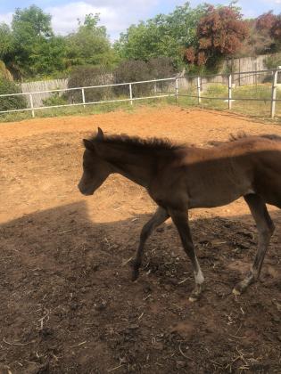 סיחה מיצריה יפיפה נולדה אצלי