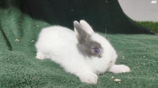 ארנבים ננסיים הולנדיים נדירים