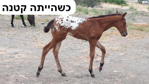 סוסת אפלוסה בת 5 עם