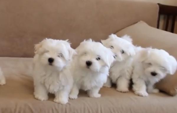 גורי מלטז זכר ונקבה בהמלטה