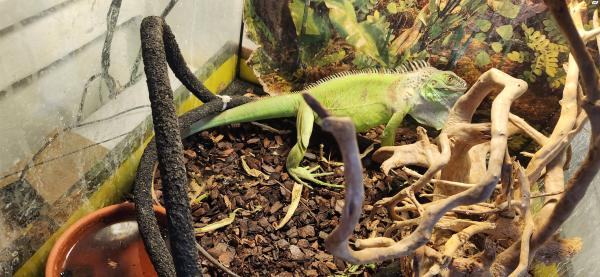 גואנה בת שנה לא מאולפת