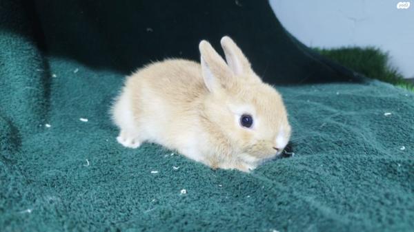 ארנבים ננסיים גזעיים, באיכות נדירה,