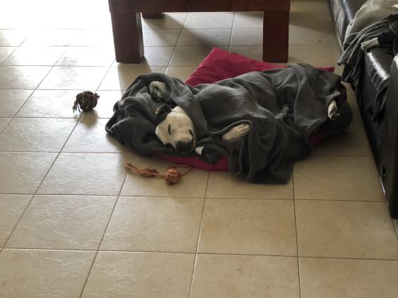 סלפי מחפשת בית  כלבה,