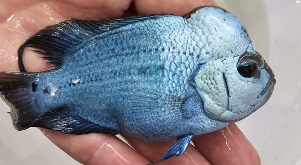 פלאורים גארד a ברמה גבוהה