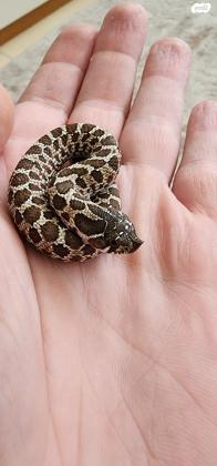 הוג נוז זכרים ונקבות,