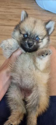 גורת פומסקי דור שלישי נדירה