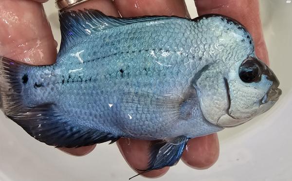 פלאורים גארד a ברמה גבוהה