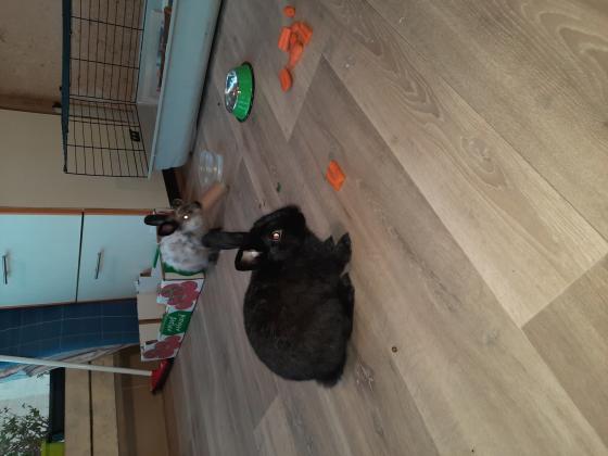 2 ארנבים זכרים חמודים