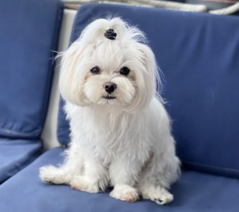 גורי מלטז זכר ונקבה בהמלטה