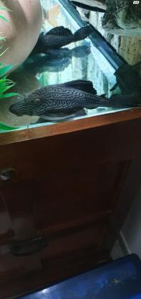 אקווריום 500 ליטר למכירה במצב