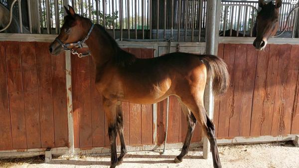 סייחה ערביה עם תעודות משפחה