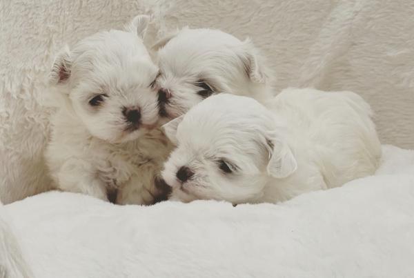 גורי מלטז זכר ונקבה מעלפים