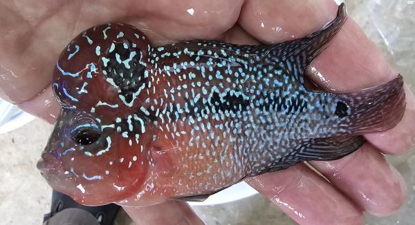 פלאורים גארד a ברמה גבוהה