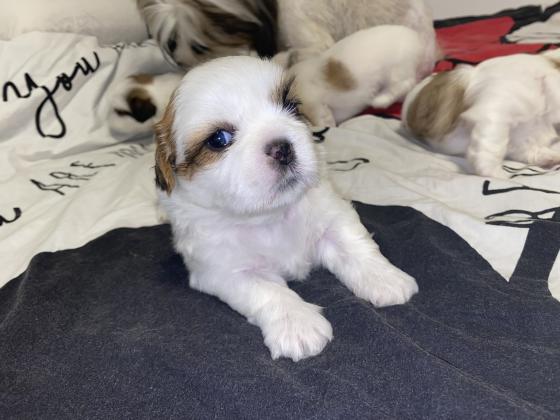 גורי שיצו גזעיים ברמה הכי