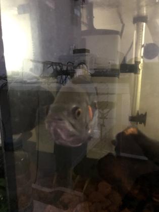 אוסקר מהמם רגועה ולא עושה בעיות