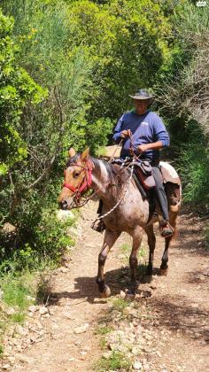 סוסת אפלוסה בת 5 עם