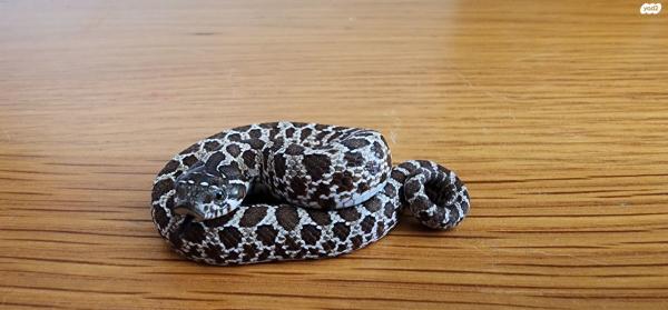 הוג נוז זכרים ונקבות,