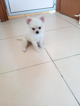 גור צ'יוואווה יפהפה עם שיער ארוך