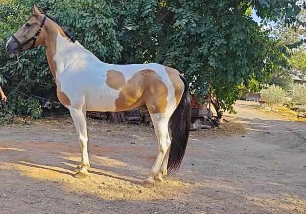 מלך היופי של הטנסים יוצא