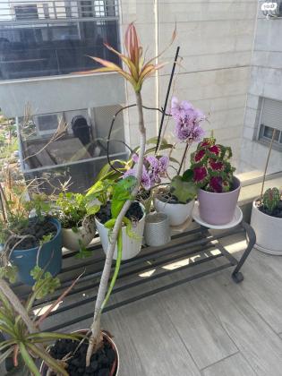 איגואנה ירוקה בת שנה יש