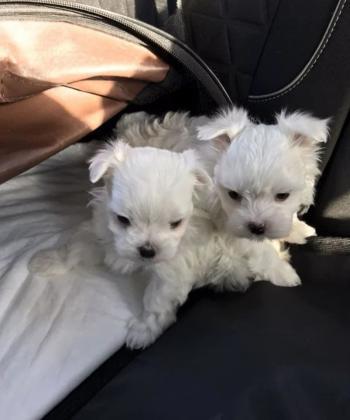 גורי מלטז זכר ונקבה בהמלטה