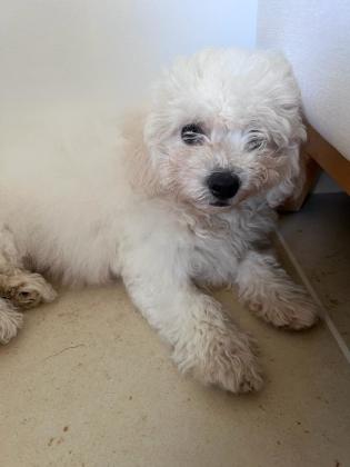 כלב חמוד ומתוק במיוחד, שקט ואוהב ילדים