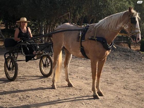 רתמת ספורט ביוטן בצבע ברונזה,עיצוב