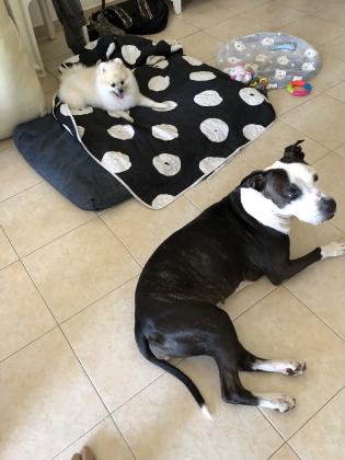 סלפי מחפשת בית  כלבה,