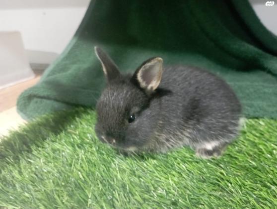 ארנבים ננסיים הולנדיים נדירים