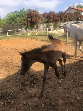 סיחה מיצריה יפיפה נולדה אצלי