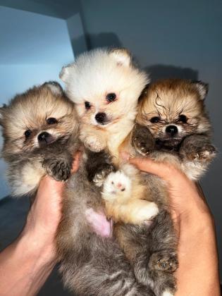 3 זכרי פומרניין מהממים בני