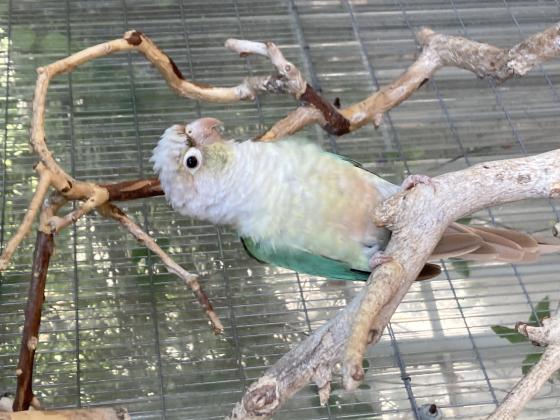 שני קוניורים אחד קוניור אננס