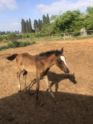 סיחה מיצריה יפיפה נולדה אצלי