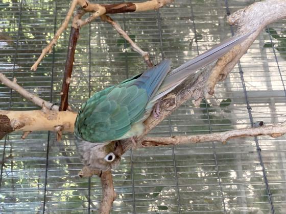 שני קוניורים אחד קוניור אננס