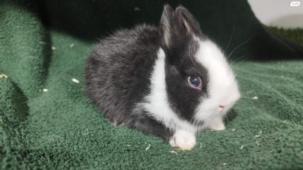 ארנבים ננסיים הולנדיים נדירים