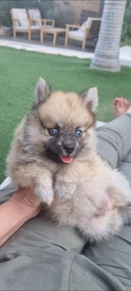 גורת פומסקי דור שלישי נדירה