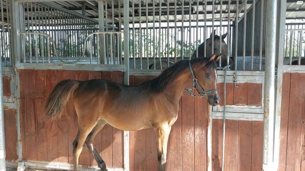 סייחה ערביה עם תעודות משפחה