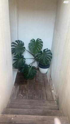 אליהו הנביא 40 (הדר)