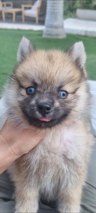 גורת פומסקי דור שלישי נדירה