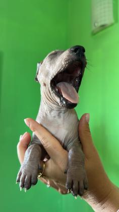 כלב מקסיקני חסר שיער Mexican