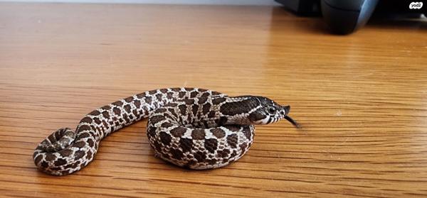 הוג נוז זכרים ונקבות,