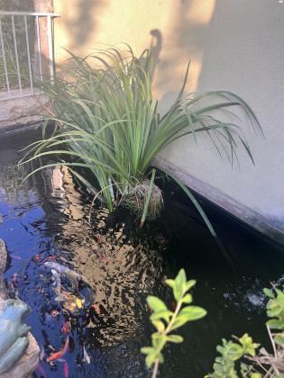 אביזרי בריכה שמפונה ל בגלל