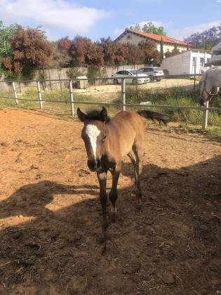 סיחה מיצריה יפיפה נולדה אצלי