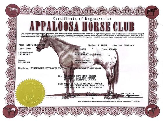 סוסת אפלוסה בת 5 עם