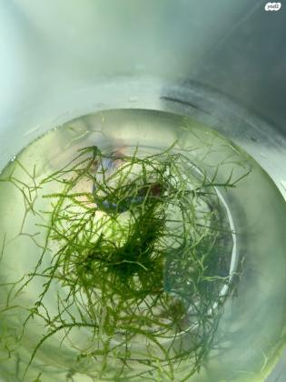 אקווריום מתוצרת אינדונזיה גזע עץ